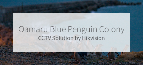 Oamaru Blue Penguin Colony Oamaru Blue Penguin Colony Solutions Banner
