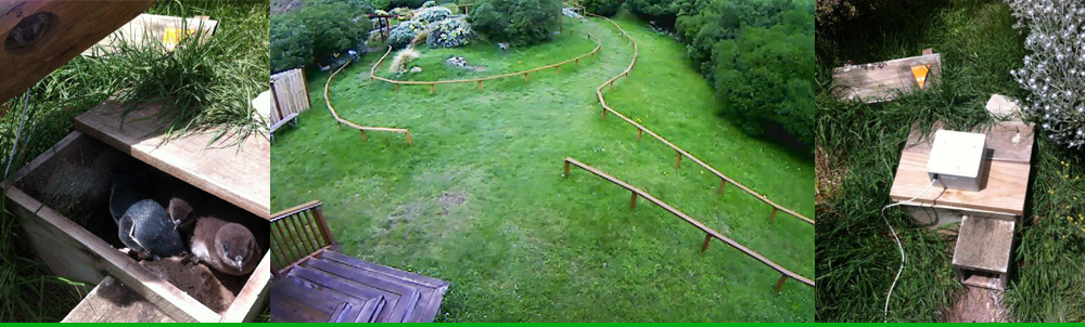 Oamaru Blue Penguin Colony Photos Oamaru Blue Penguin Colony Photos